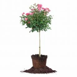 Perfect Plants Double Pink Knock Out® Rose Tree Knock Out® Roses