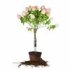 Perfect Plants Pinky Winky® Hydrangea Tree All Shrubs & Hedges