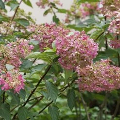 Perfect Plants Pinky Winky® Hydrangea Tree All Shrubs & Hedges