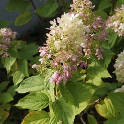 Perfect Plants Pinky Winky® Hydrangea Tree All Shrubs & Hedges