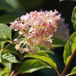 Perfect Plants Pinky Winky® Hydrangea Tree All Shrubs & Hedges