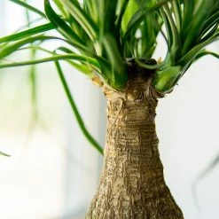 Perfect Plants Ponytail Palm Tree All Houseplants