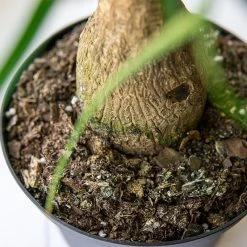 Perfect Plants Ponytail Palm Tree All Houseplants