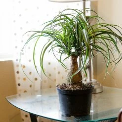 Perfect Plants Ponytail Palm Tree All Houseplants