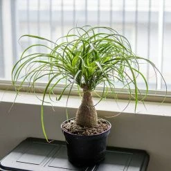Perfect Plants Ponytail Palm Tree All Houseplants