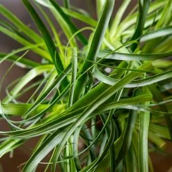 Perfect Plants Ponytail Palm Tree All Houseplants