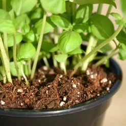 Perfect Plants |View All Organic Potting Mix