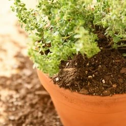 Perfect Plants |View All Organic Potting Mix