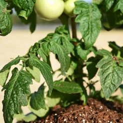 Perfect Plants |View All Organic Potting Mix