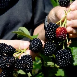 Perfect Plants Prime Ark® Freedom Blackberry Bush All Fruit & Nut Trees