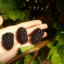 Perfect Plants Prime Ark® Freedom Blackberry Bush All Fruit & Nut Trees