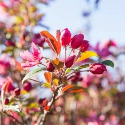 Perfect Plants Pink Profusion Crabapple Tree