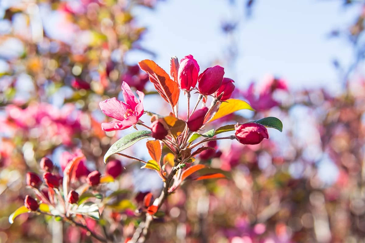 Perfect Plants Pink Profusion Crabapple Tree 2 Perfect Plants Pink Profusion Crabapple Tree