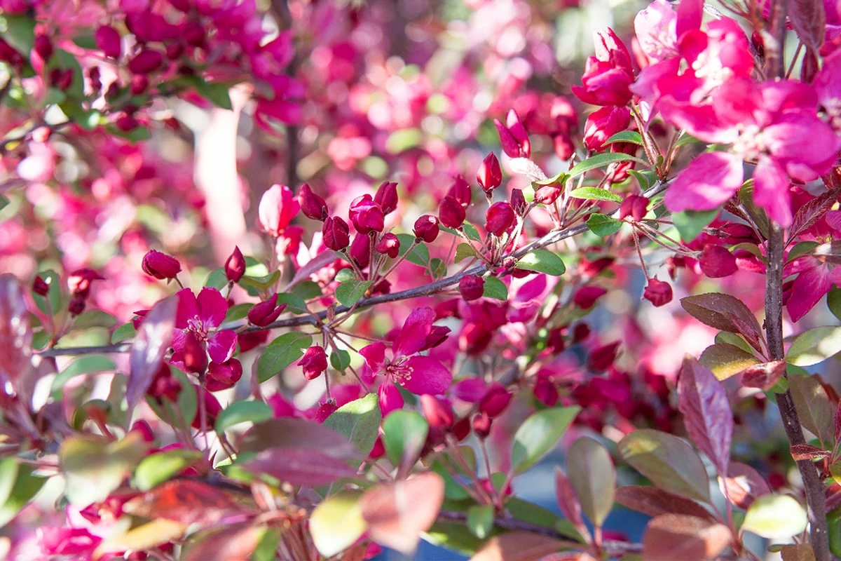 Perfect Plants Pink Profusion Crabapple Tree 4 Perfect Plants Pink Profusion Crabapple Tree