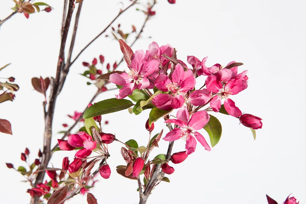 Perfect Plants Pink Profusion Crabapple Tree 5 Perfect Plants Pink Profusion Crabapple Tree