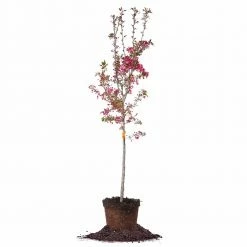 Perfect Plants Pink Profusion Crabapple Tree