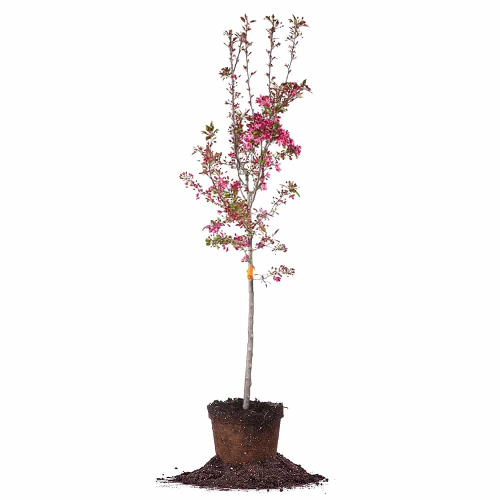 Perfect Plants Pink Profusion Crabapple Tree 1 Perfect Plants Pink Profusion Crabapple Tree