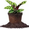 Perfect Plants Calathea Rattlesnake Plant