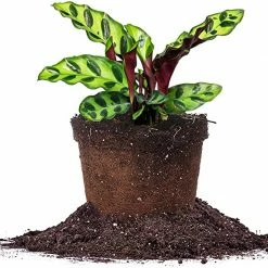 Perfect Plants Calathea Rattlesnake Plant