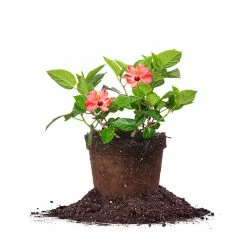 Perfect Plants Red Hibiscus Bush Hibiscus Bushes 9 Perfect Plants Red Hibiscus Bush Hibiscus Bushes