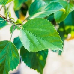 Perfect Plants Red Hibiscus Bush Hibiscus Bushes