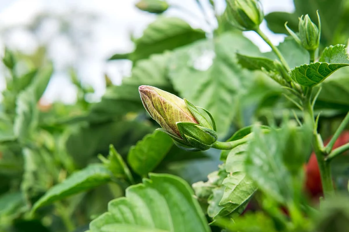 Perfect Plants Red Hibiscus Bush Hibiscus Bushes 3 Perfect Plants Red Hibiscus Bush Hibiscus Bushes