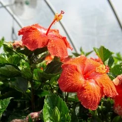 Perfect Plants Red Hibiscus Bush Hibiscus Bushes 8 Perfect Plants Red Hibiscus Bush Hibiscus Bushes