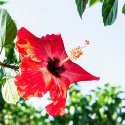 Perfect Plants Hibiscus Bushes Red Braided Hibiscus Tree