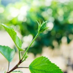 Perfect Plants Hibiscus Bushes Red Braided Hibiscus Tree