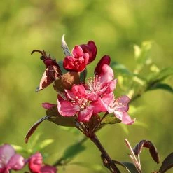 Perfect Plants Robinson Crabapple Tree All Trees