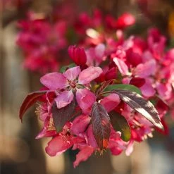 Perfect Plants Robinson Crabapple Tree All Trees