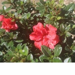 Perfect Plants All Shrubs & Hedges Red Ruffles Azalea Shrub