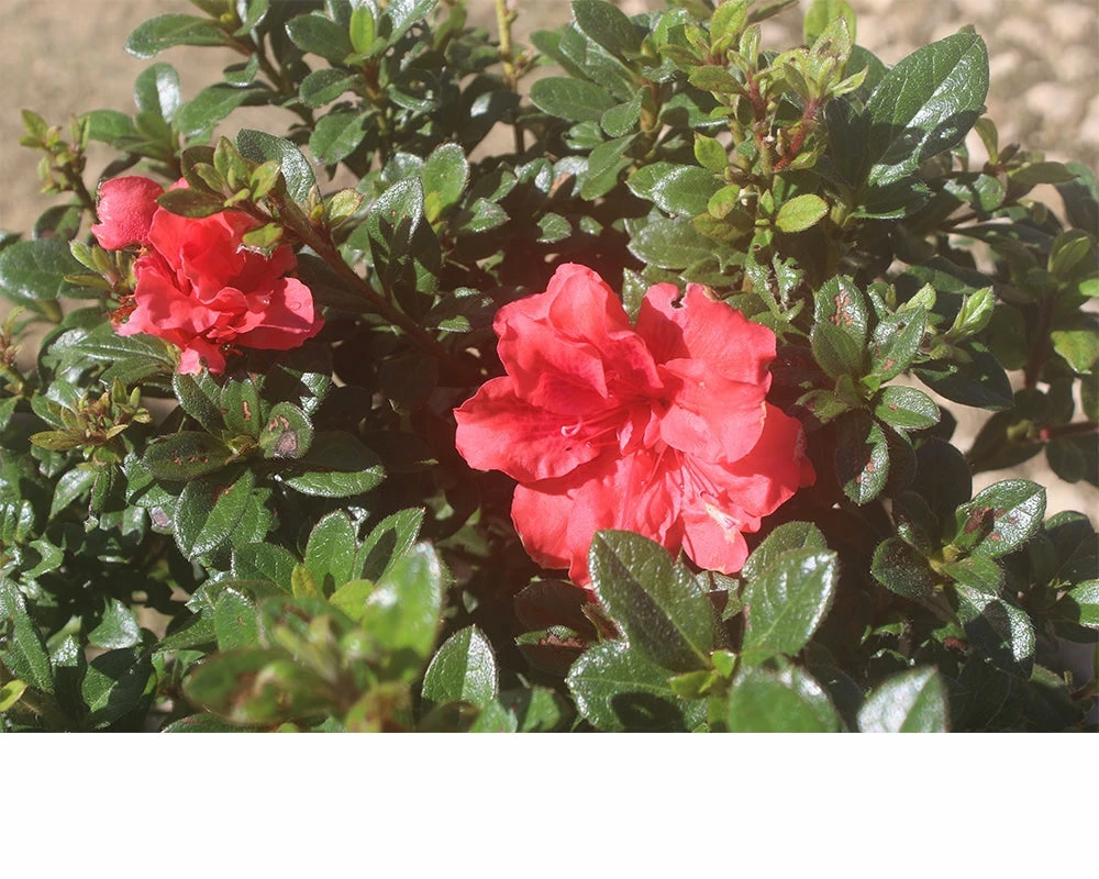 Perfect Plants All Shrubs & Hedges Red Ruffles Azalea Shrub 2 Perfect Plants All Shrubs & Hedges Red Ruffles Azalea Shrub