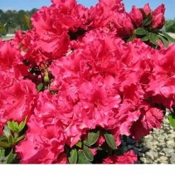 Perfect Plants All Shrubs & Hedges Red Ruffles Azalea Shrub 6 Perfect Plants All Shrubs & Hedges Red Ruffles Azalea Shrub
