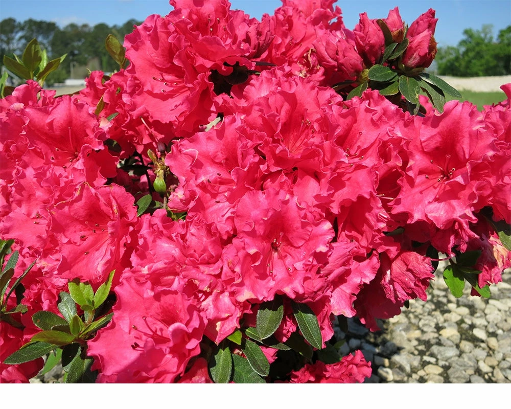 Perfect Plants All Shrubs & Hedges Red Ruffles Azalea Shrub 3 Perfect Plants All Shrubs & Hedges Red Ruffles Azalea Shrub