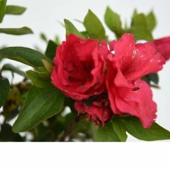 Perfect Plants All Shrubs & Hedges Red Ruffles Azalea Shrub 7 Perfect Plants All Shrubs & Hedges Red Ruffles Azalea Shrub