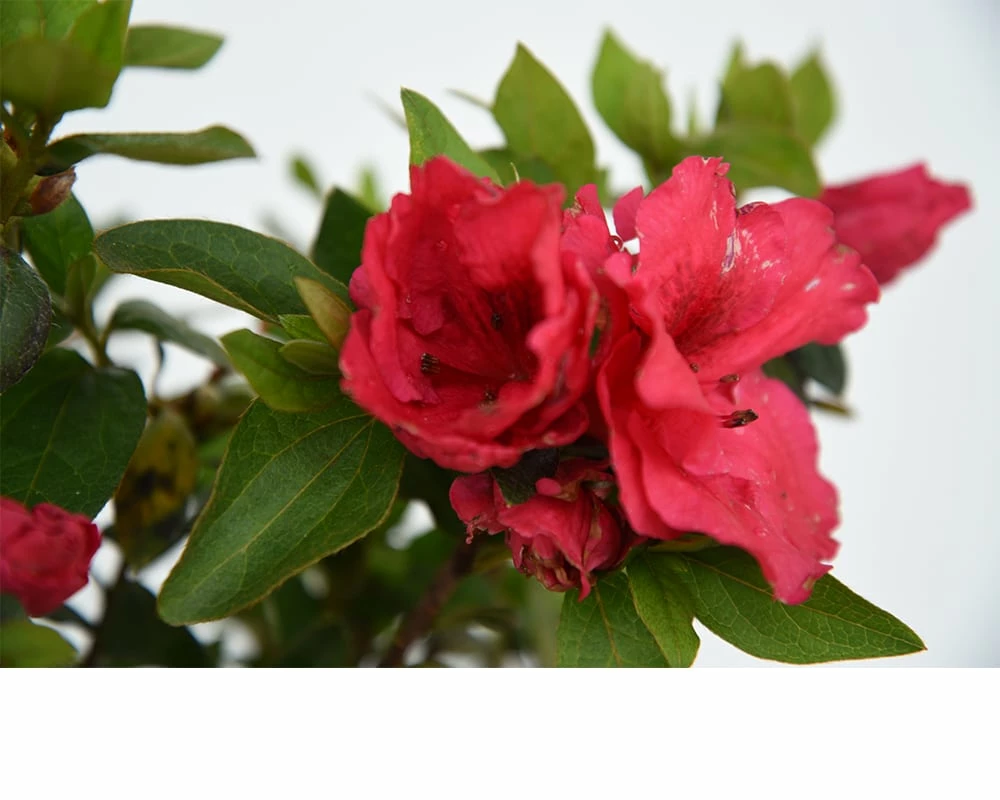 Perfect Plants All Shrubs & Hedges Red Ruffles Azalea Shrub 4 Perfect Plants All Shrubs & Hedges Red Ruffles Azalea Shrub