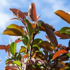 Perfect Plants Robinson Crabapple Tree All Trees