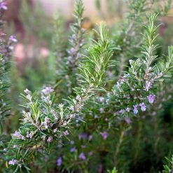 Perfect Plants Salt Tolerant Shrubs Tuscan Blue Rosemary