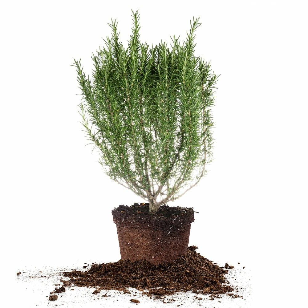 Perfect Plants Salt Tolerant Shrubs Tuscan Blue Rosemary 1 Perfect Plants Salt Tolerant Shrubs Tuscan Blue Rosemary
