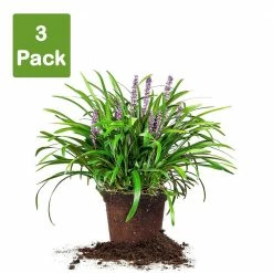 Perfect Plants All Shrubs & Hedges Liriope Royal Purple Shrub