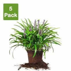 Perfect Plants All Shrubs & Hedges Liriope Royal Purple Shrub