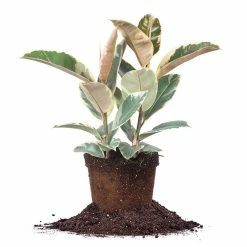 Perfect Plants All Houseplants Variegated Rubber Plant – Ficus Tineke