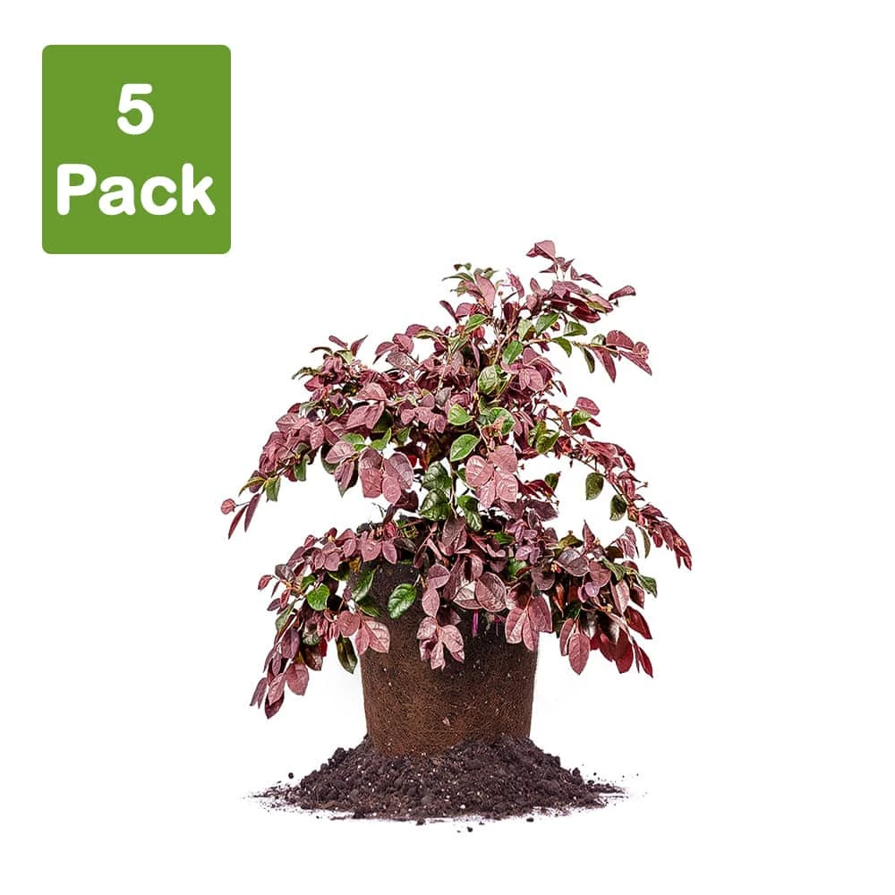 Perfect Plants Loropetalum Ruby Chinese Fringe Flower Shrub All Shrubs & Hedges 3 Perfect Plants Loropetalum Ruby Chinese Fringe Flower Shrub All Shrubs & Hedges
