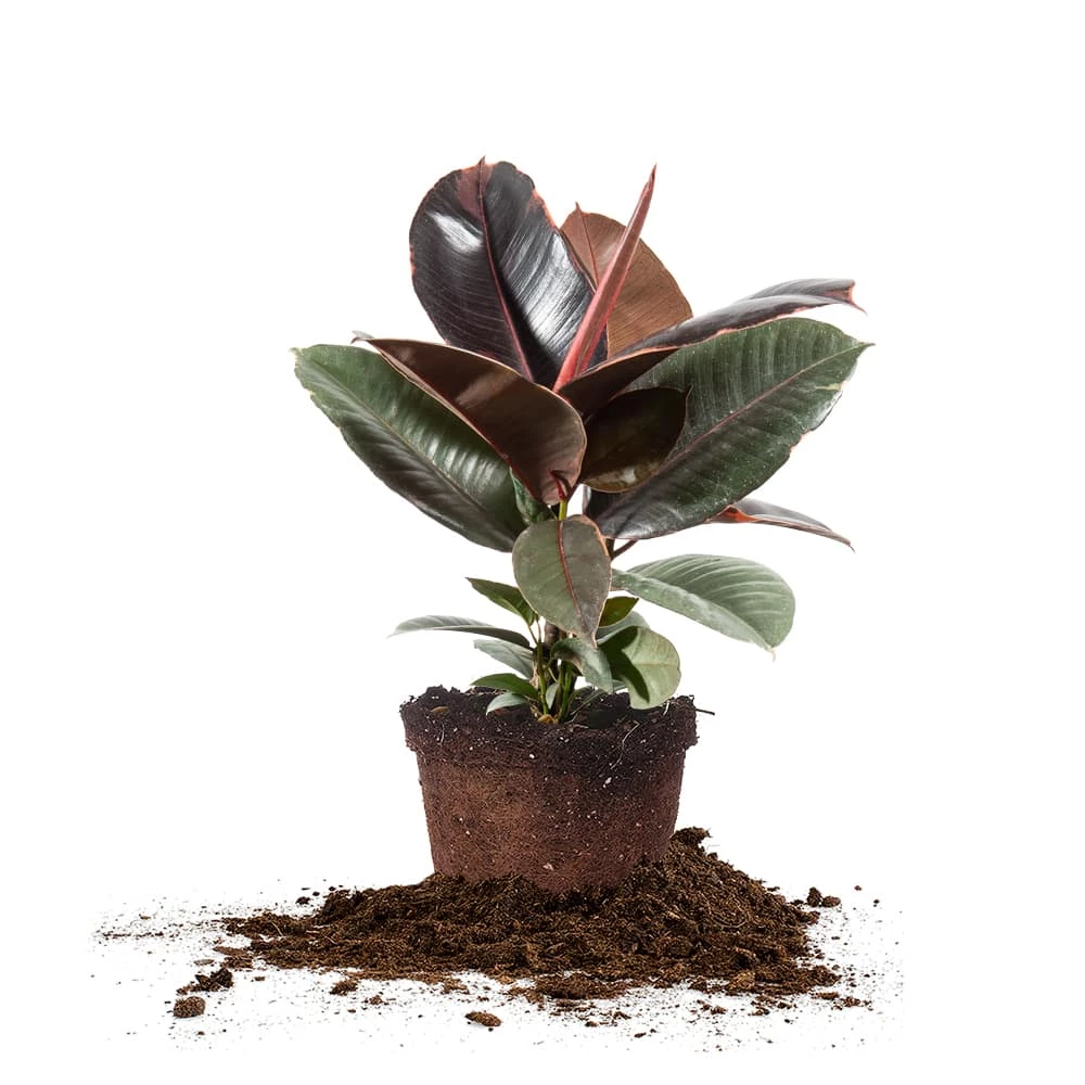 Perfect Plants Ficus Elastica ‘Ruby’ 3 Perfect Plants Ficus Elastica ‘Ruby’