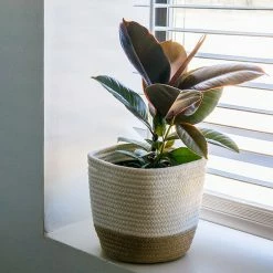 Perfect Plants Ficus Elastica ‘Ruby’ 10 Perfect Plants Ficus Elastica ‘Ruby’