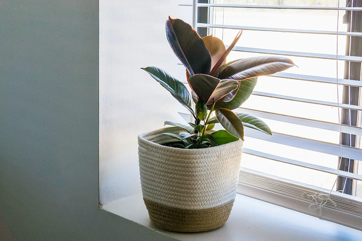 Perfect Plants Ficus Elastica ‘Ruby’ 5 Perfect Plants Ficus Elastica ‘Ruby’