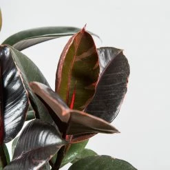 Perfect Plants Ficus Elastica ‘Ruby’ 11 Perfect Plants Ficus Elastica ‘Ruby’