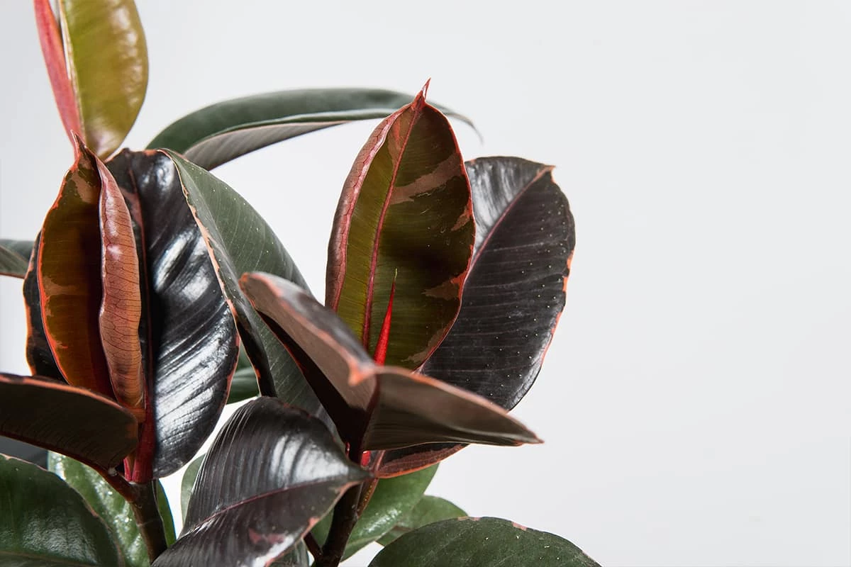 Perfect Plants Ficus Elastica ‘Ruby’ 6 Perfect Plants Ficus Elastica ‘Ruby’