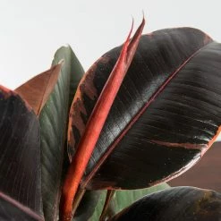 Perfect Plants Ficus Elastica ‘Ruby’